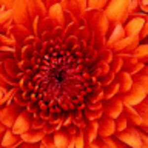 Meet your Posher, Ceci